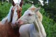 friendship of two young unique Spanish palomino horses and cream, 