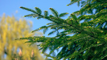 Beautiful Green Spruce Tree Branch With Blue Sky In The Background. Nature Scene.
