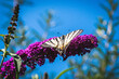 Wunderschöner Segelfalter frisst sich an den Blüten eines  Schmetterlingsstrauches - Buddleija- satt- Iphiclides podalirius