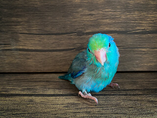 Forpus blue color parrot bird on the table