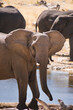 Afrikanische Elefant am Wasserloch