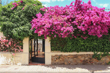 A Fence With A Wicket In The Courtyard Of A House Decorated With Flowering Bougainvillea Trees. Landscape Design Of A Mediterranean City.