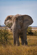Elefant in der Savanne Afrikas