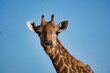 Giraffe in der Savanne Portrait