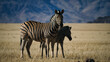 Zebra Familie in der Savanne