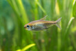 Freshwater fish Congo tetra Phenacogrammus interruptus in close view
