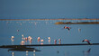 Fliegender Flamingo am Meer