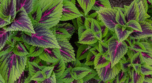 Coleus Scutellarioides Plants, Purple And Green Leaves Texture