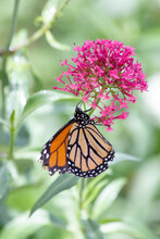 The Striking Orange And Black Monarch Butterfly Danaus Plexippus Climbing Along Perennial Milkweed Flower Blooms In The Desert Southwest In Search Of Nectar
