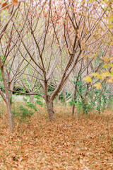 A solitude autumn tree in a forest in New England with beautiful fall warm foliage.