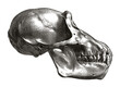 Chimpanzee pan troglodytes skull in profile, after antique engraving from the 19th century