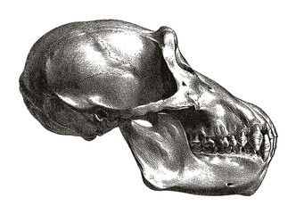 Wall Mural - Chimpanzee pan troglodytes skull in profile, after antique engraving from the 19th century