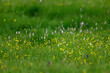 Flower meadow with orchids, knotweed and wildflowers // Blumenwiese mit Orchideen, Knöterich und Wildblumen
