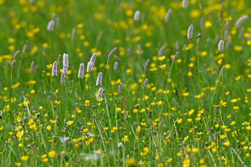 Canvas Print - Blumenwiese mit Knöterich und Wildblumen // Flower meadow with knotweed and wildflowers 