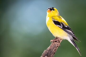 american goldfinch perched in the tree branches