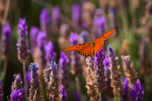 Passion Butterfly (Dione Vanillae) Feeding On Nectar From A Lavender Flower. Orange, Colorful Butterfly.