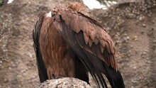 Griffon Vulture Walks On A Branch, You Can See The Whole Body, He Hid His Head With A Wing And Sits With His Back To The Camera, The Concept Of Wildlife Predators And Orderlies Of Nature