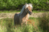 Portrait of a palomino shetland pony stallion on a pasture in summer outdoors