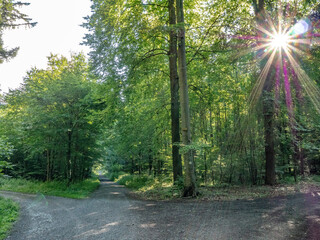 Wall Mural - Sonniger Waldweg