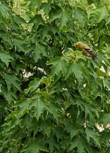 American Finch In A Tree