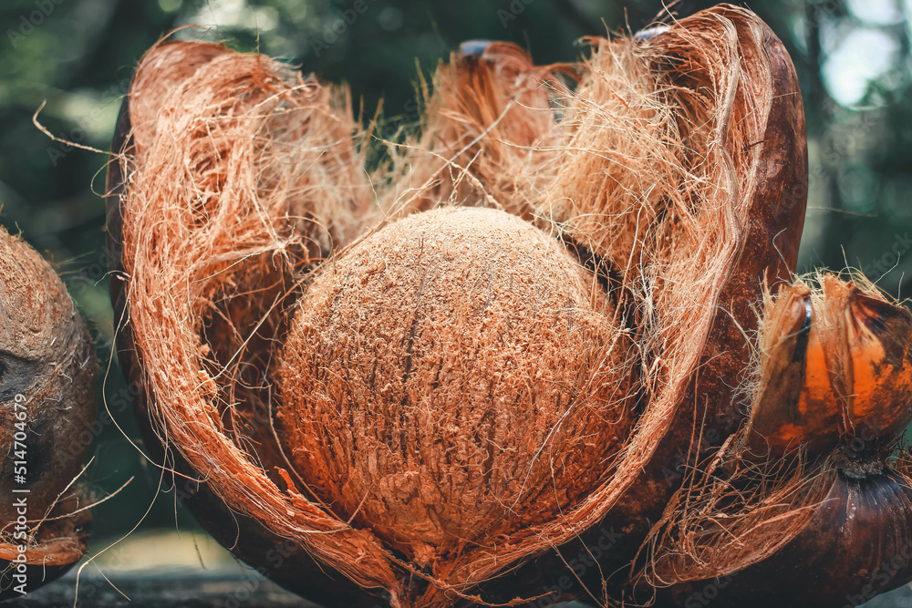 Coconut Shell with Exocarp | the edible fruit of the coconut palm ...