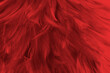 Beautiful dark maroon red  feather pattern texture background