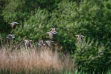 Flock Of Curlew Numenius Arquarta Birds In Flight Over Lush Green Landscape In Spring