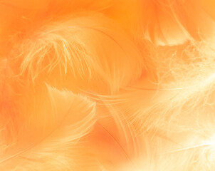 Wall Mural - Beautiful abstract white and brown feathers on white background and soft yellow feather texture on white pattern and yellow background, feather background, gold feathers banners, brown texture