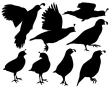 Set Of Animal Silhouettes In Black. Set Of Quail Flat Icons Isolated On A White Background