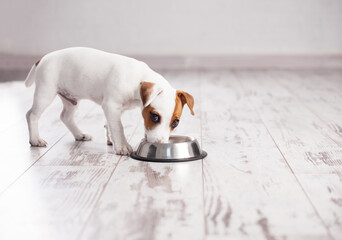 Wall Mural - Puppy eating