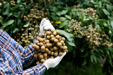 Wall Mural - Closeup farmer's hands holds longan fruits in garden. Concept : organic and export agriculture crops in Thailand. Seasonal fruits that can be eaten as fresh, dessert , baked or processed food.