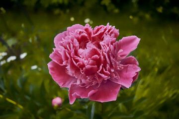 Wall Mural - Pink peony flower on blurred background. Beautiful fragrant peonies flowers