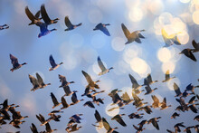 Geese Flock Against The Sky Freedom Wildlife Birds