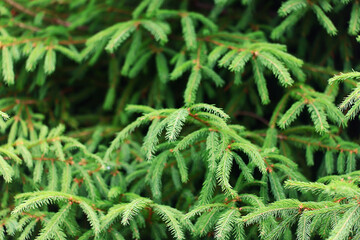 Wall Mural - green fresh fir branches seasonal background forest