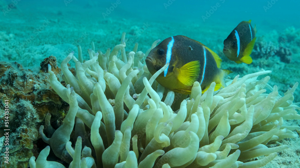 Pair Clownfish with baby and school of Damsel fish swims on Anemone ...