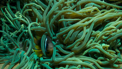 Close-up of Clownfish in fluorescent anemone. Red Sea Anemonefish or Threebanded Anemonefish (Amphiprion bicinctus). Red sea, Egypt