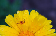 A Yellow Spider In A Yellow Flower