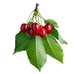 red cherries on branch with leaves isolated on white