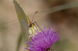 Mariposa Gonepteryx cleopatra en cardo morado