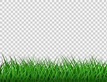 Green Grass. Spring Eco Background. Grass Border Vector Clipart.