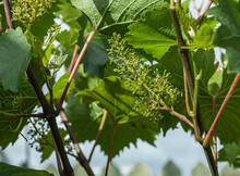 Wine Grapes Forming After Polination