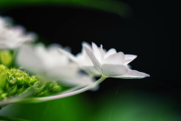 隅田の花火という品種の紫陽花のクローズアップ