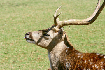 Fallow Deer, game farm, South Africa