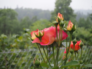 Poster - red tulips in the garden