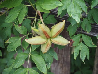 Poster - close up of a plant