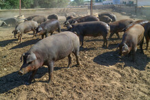 Cochinos, Cerdos En Sus Porquera