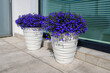Lobelia erinus or Edging lobelia or Garden lobelia with fine blue flowers, the most popular seasonal balcony plant