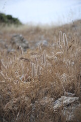 field of wheat