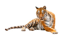 Royal Tiger (P. T. Corbetti) Isolated On White Background Clipping Path Included. The Tiger Is Staring At Its Prey. Hunter Concept.