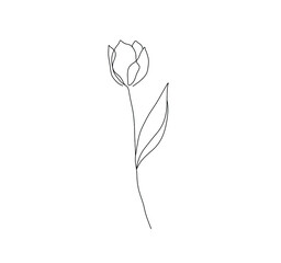 Wall Mural - Vector isolated pretty tulip one line single line flower blossom colorless black and white contour line drawing